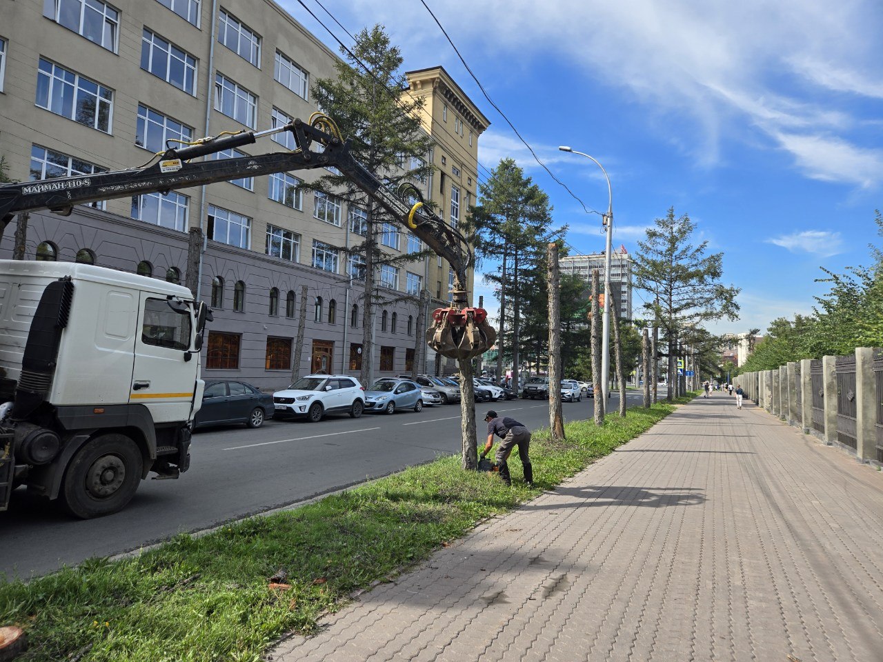 Что делать, чтобы деревья у дорог в Новосибирске не умирали